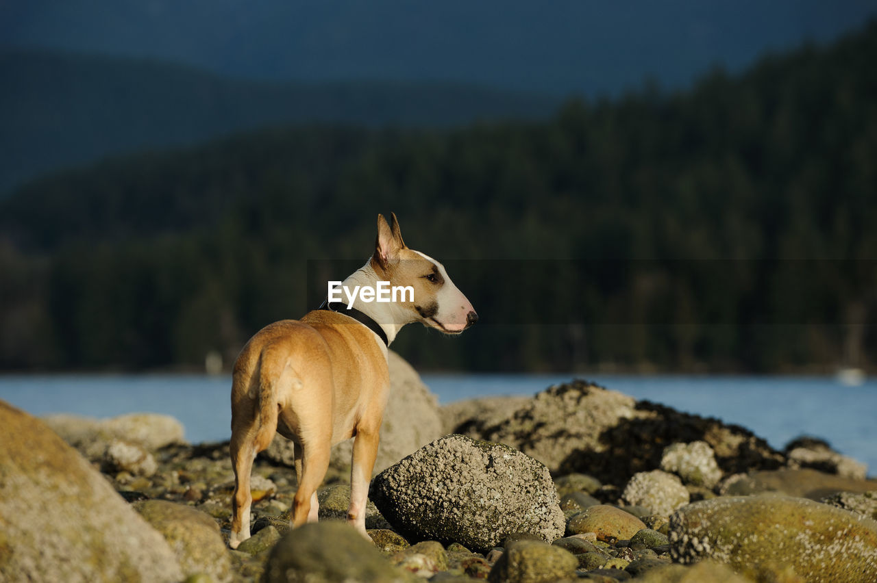 Dog standing on rock against sky