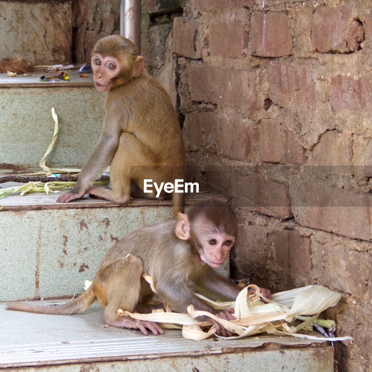 Monkeys sitting on steps