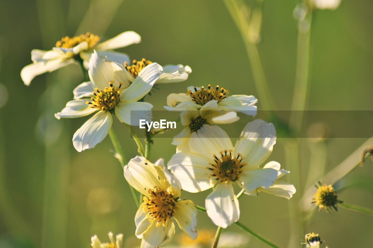 CLOSE-UP OF BEE POLLINATING ON FLOWERS