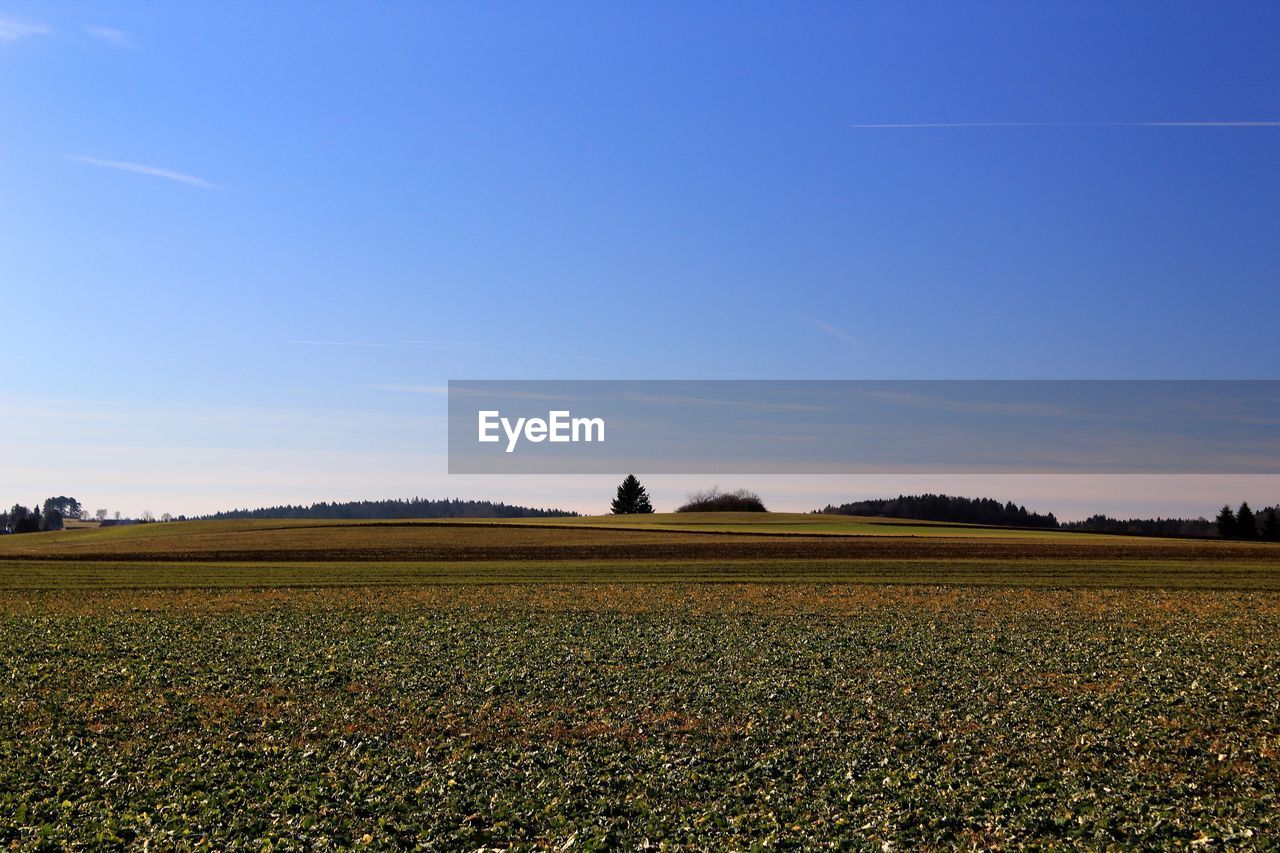 horizon, landscape, sky, environment, field, land, agriculture, plain, rural scene, plant, nature, morning, crop, blue, scenics - nature, food, food and drink, prairie, beauty in nature, grassland, no people, tranquility, grass, farm, cloud, growth, sunlight, tranquil scene, cereal plant, vegetable, flower, rural area, rapeseed, hill, outdoors, clear sky, tree, freshness, day, steppe, corn, idyllic, non-urban scene, dawn, sunny, summer