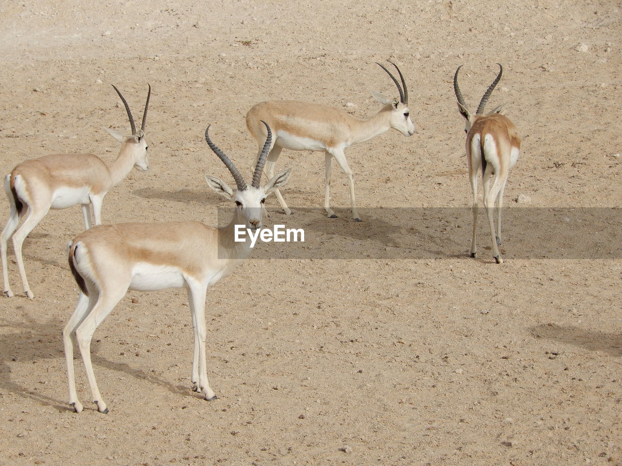 DEER STANDING ON FIELD