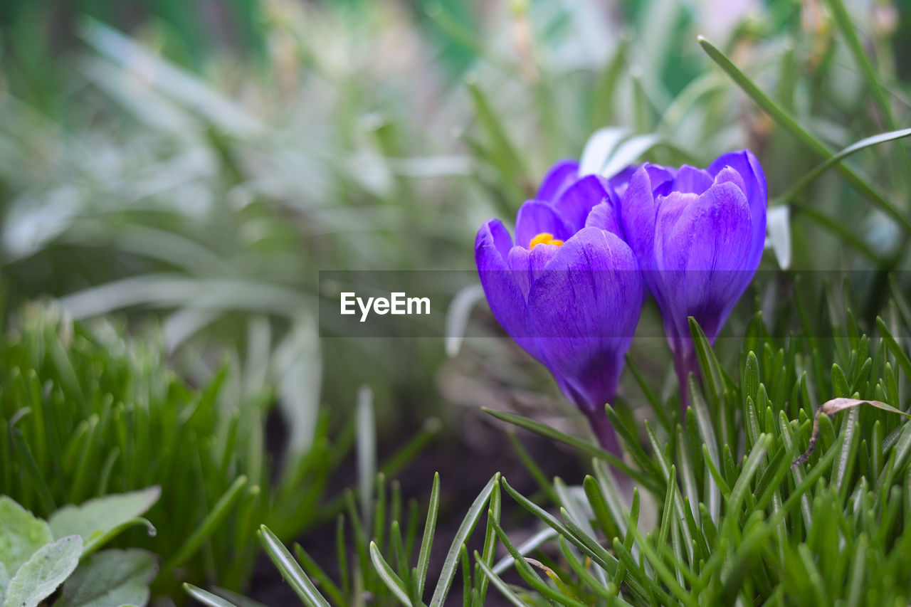 CLOSE-UP OF PURPLE CROCUS FLOWERS GROWING ON FIELD