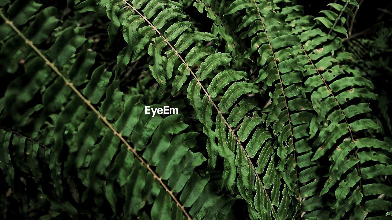 Close-up of leaves