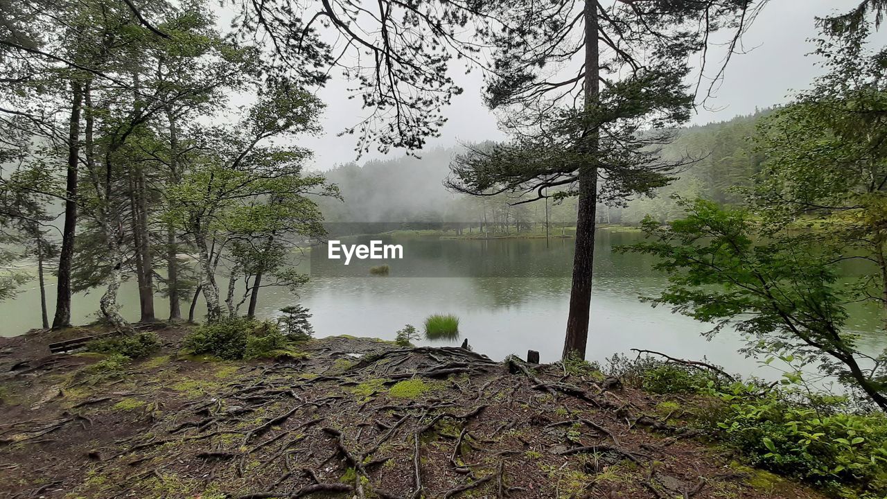 TREES BY LAKE IN FOREST