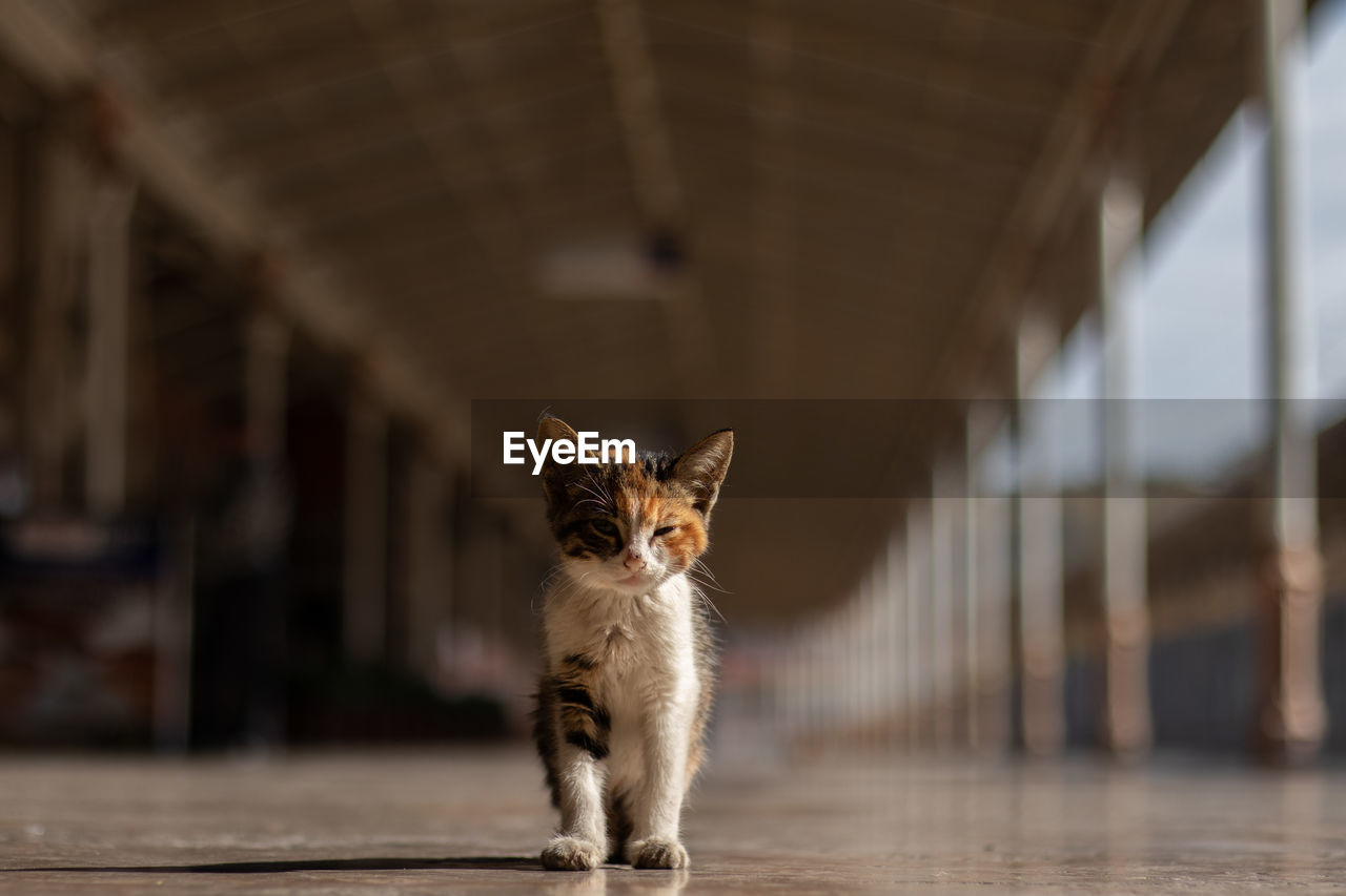 Portrait of a kitten at train station