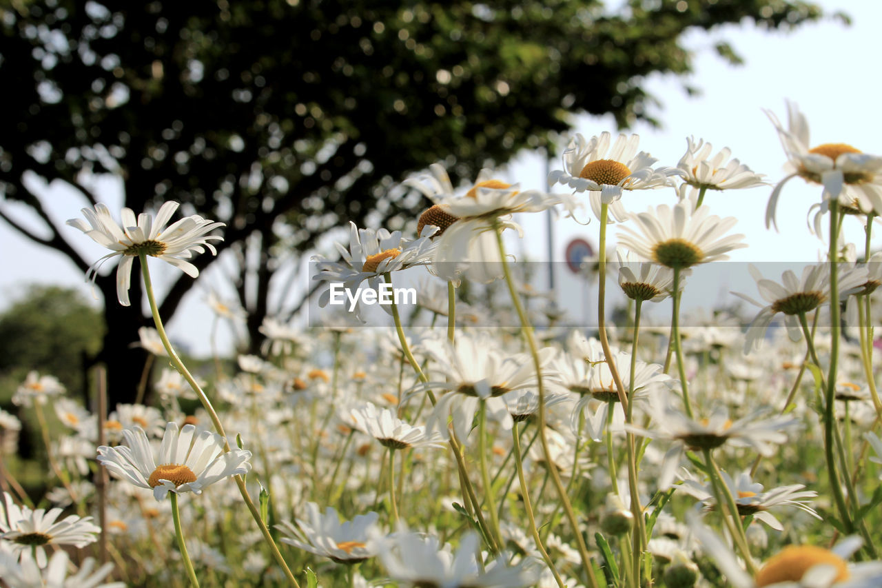 plant, flower, flowering plant, beauty in nature, freshness, growth, nature, fragility, white, meadow, blossom, close-up, no people, daisy, flower head, focus on foreground, wildflower, field, petal, day, sunlight, springtime, inflorescence, outdoors, grass, selective focus, land, sky, tree, botany, tranquility