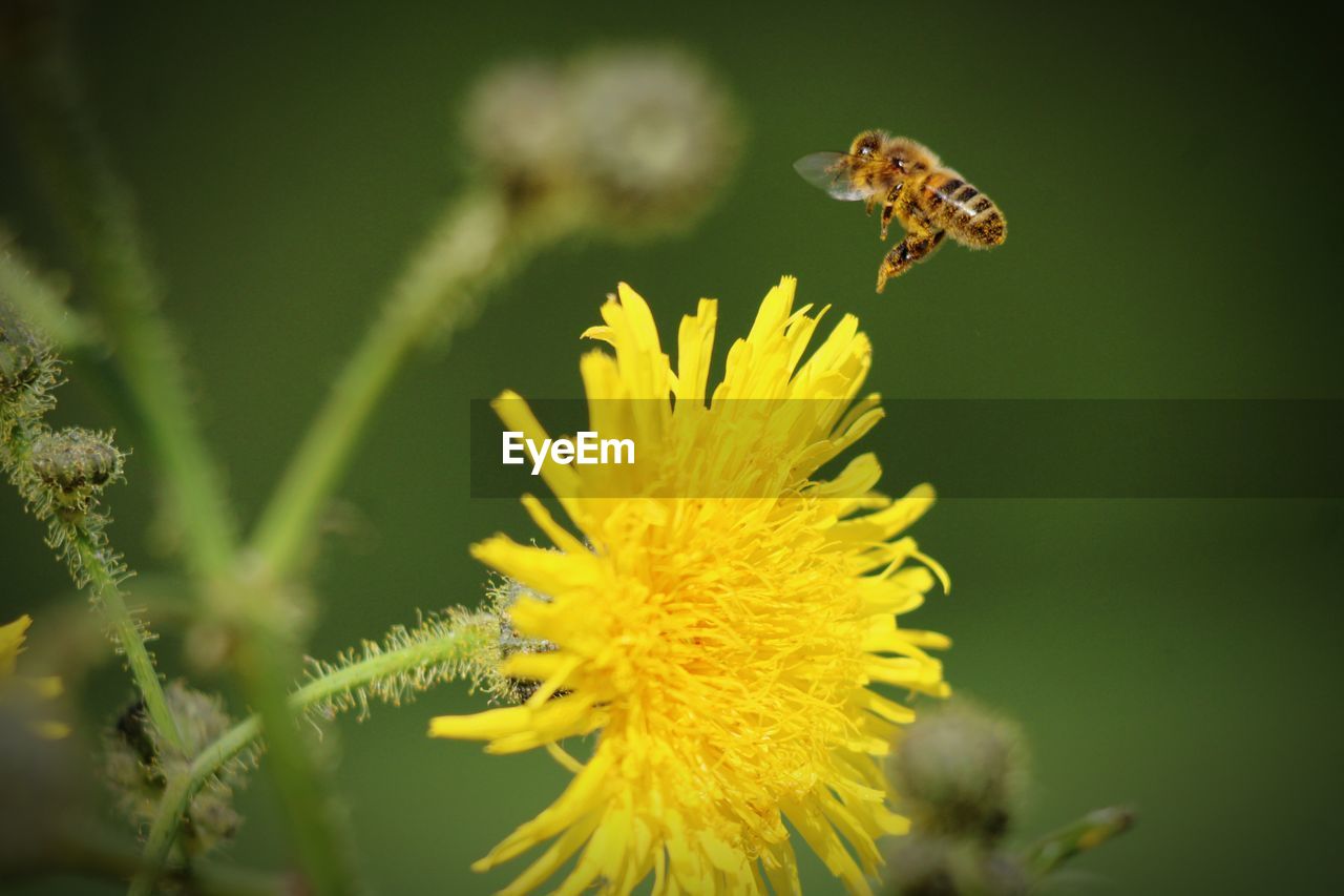 flower, flowering plant, animal wildlife, beauty in nature, animal themes, plant, insect, animal, yellow, nature, freshness, wildlife, macro photography, fragility, close-up, flower head, one animal, petal, growth, no people, focus on foreground, pollen, macro, inflorescence, bee, wildflower, outdoors, selective focus, animal wing, pollination, green, honey bee, magnification, springtime, day