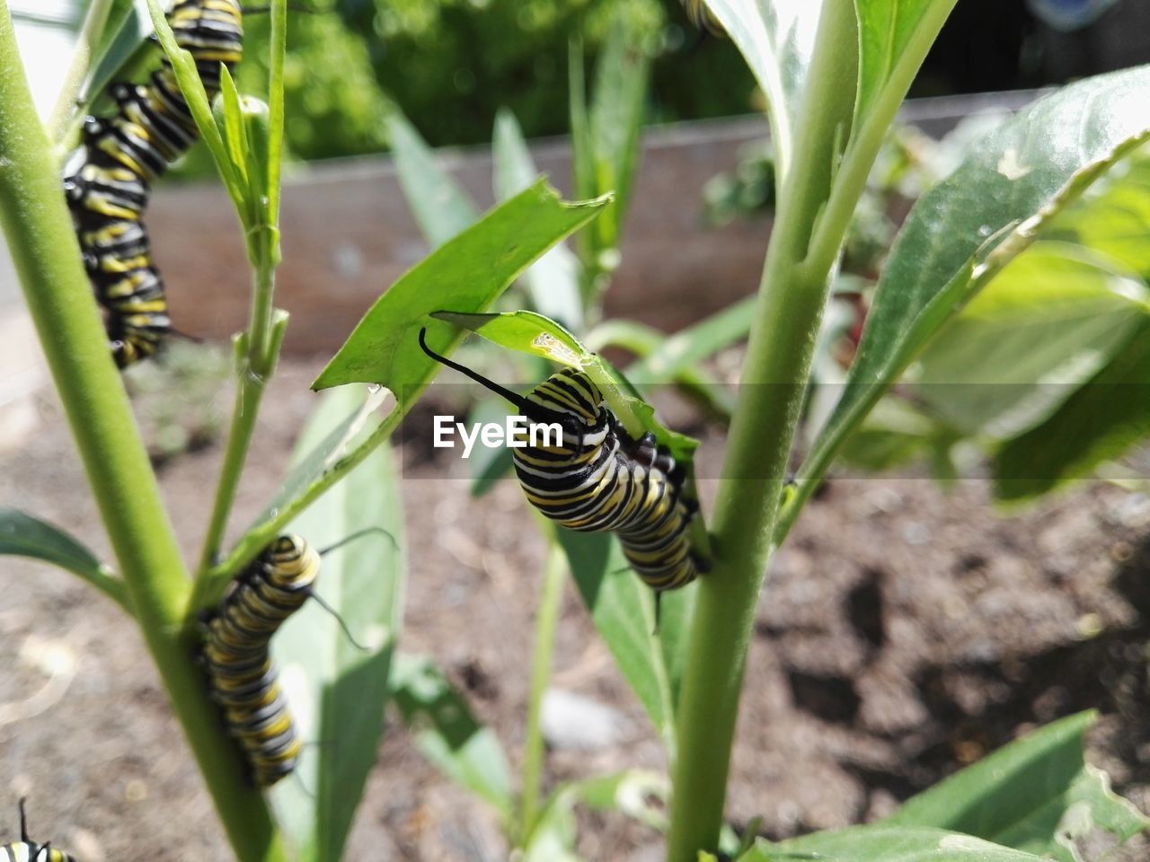 CLOSE-UP OF CATERPILLAR ON LEAF