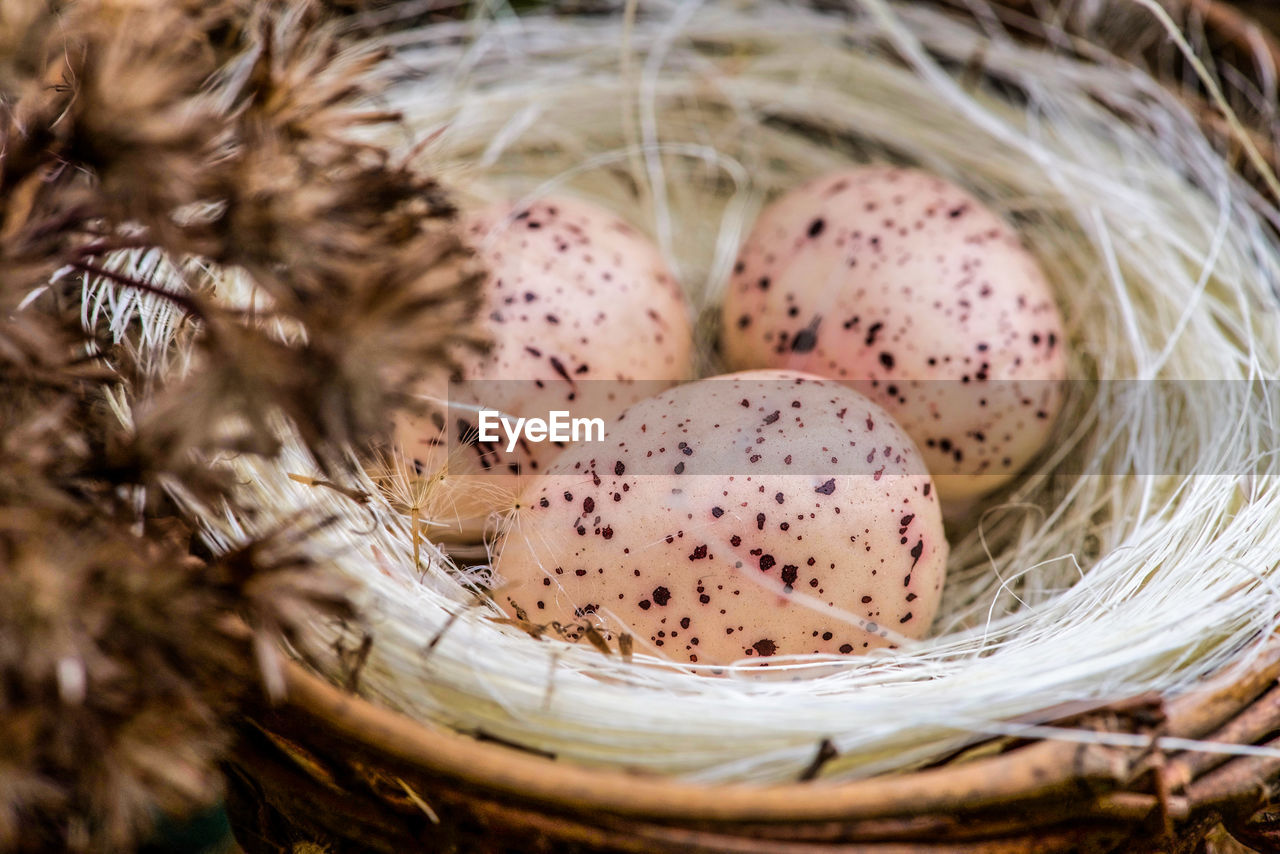 CLOSE-UP OF EGGS IN BASKET WITH PLANT IN BACKGROUND
