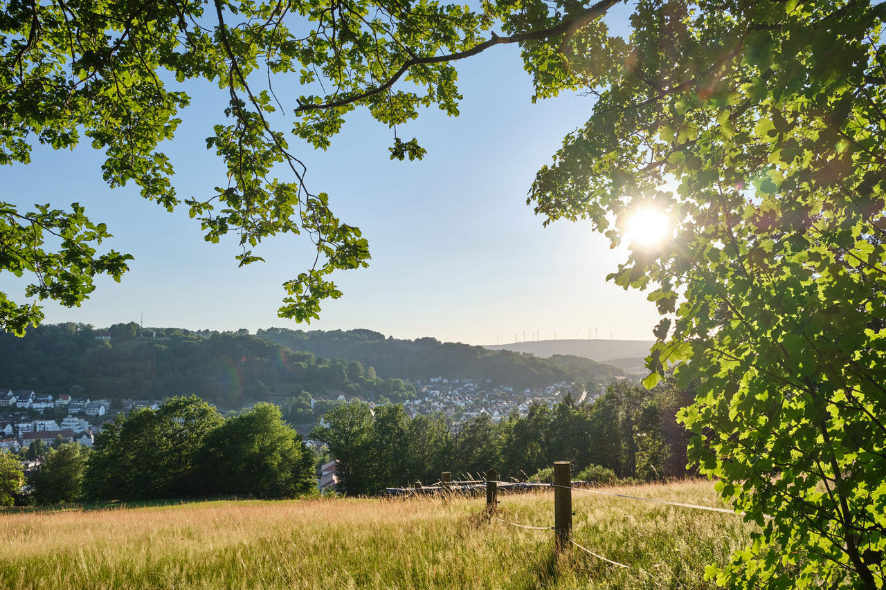 SCENIC VIEW OF FIELD AGAINST TREES