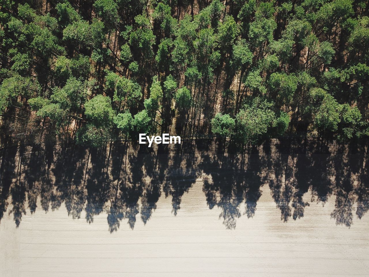 Aerial view of trees in forest during sunny day