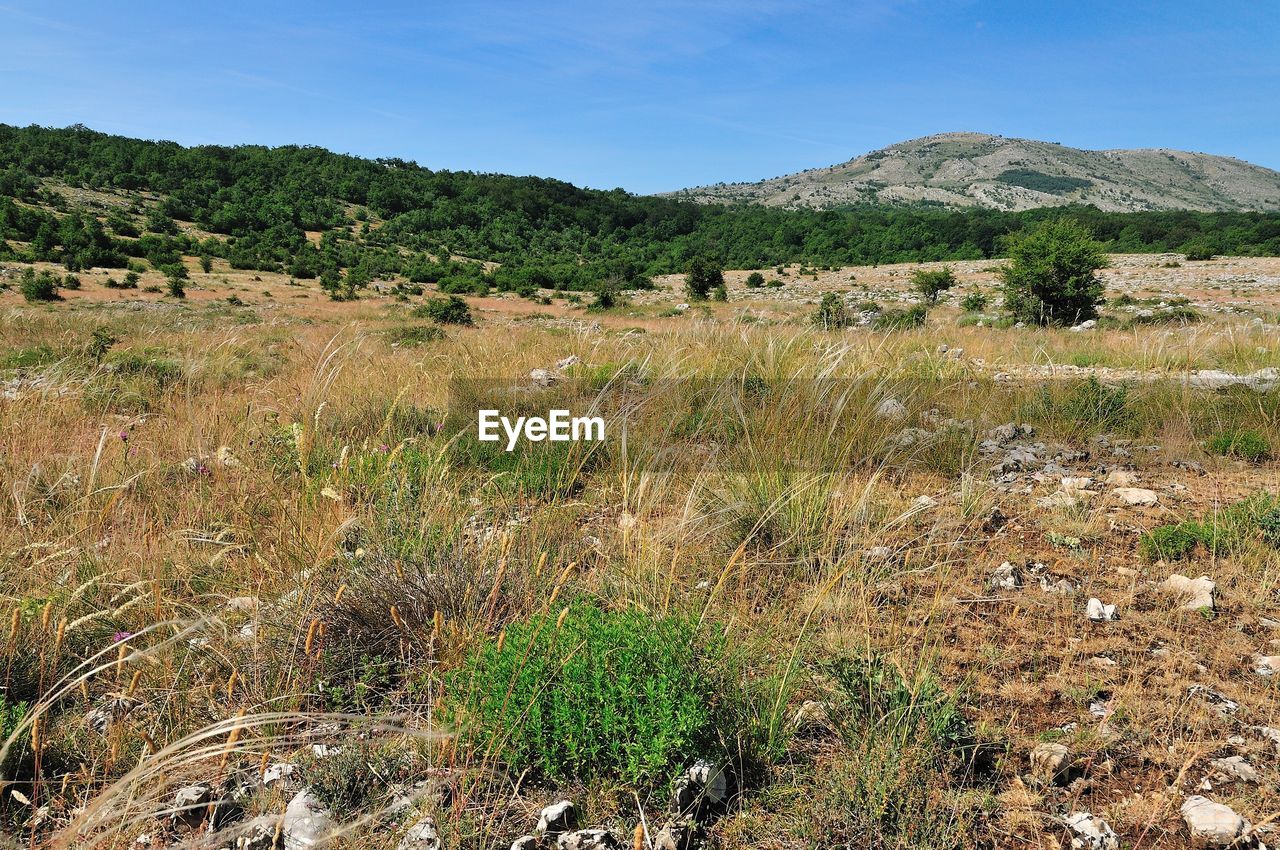 SCENIC VIEW OF LAND AGAINST SKY