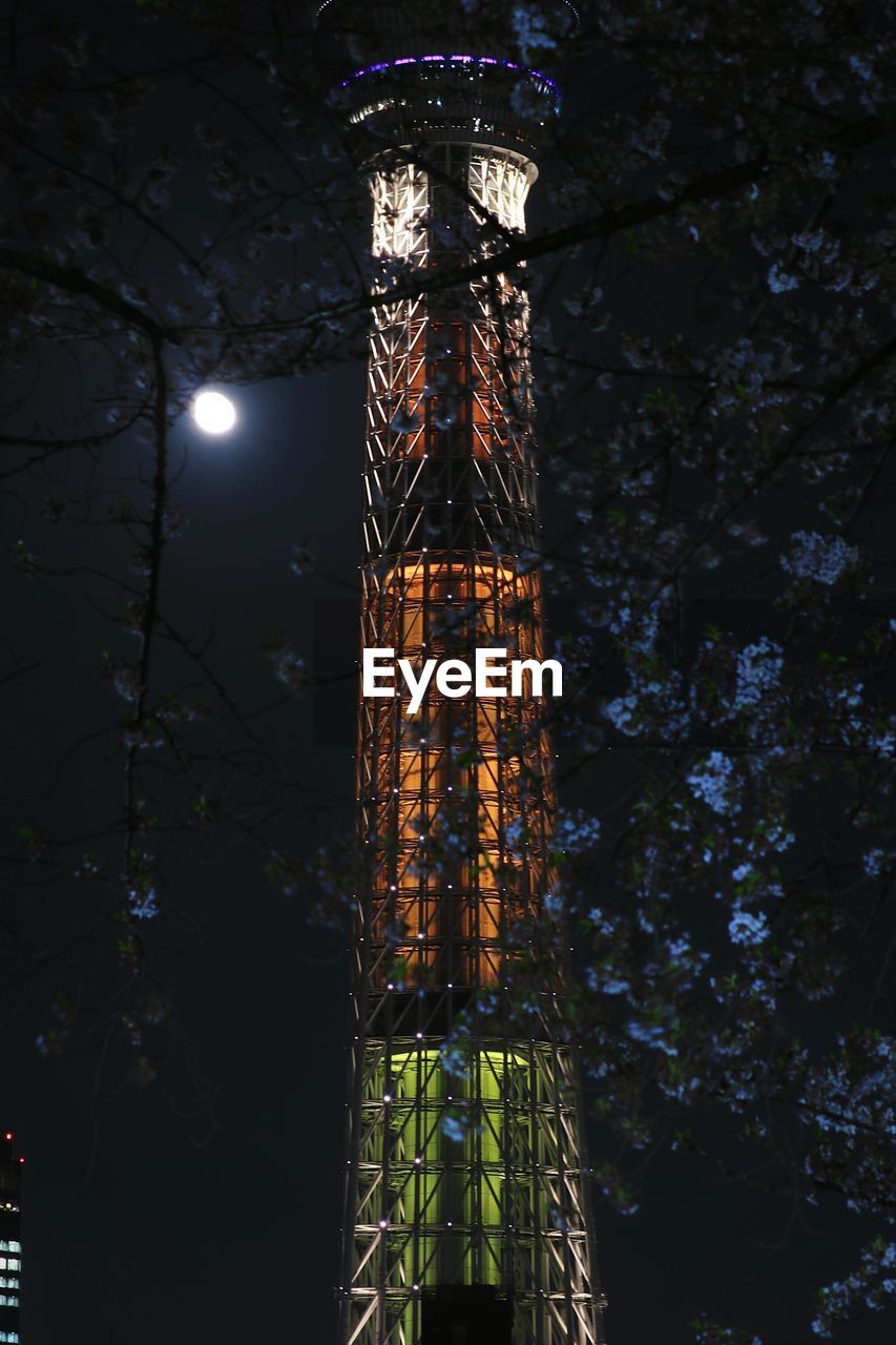 LOW ANGLE VIEW OF ILLUMINATED TREE AT NIGHT