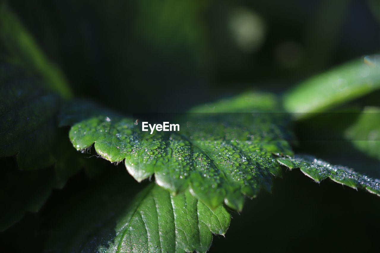 CLOSE-UP OF WATER DROPS ON LEAVES