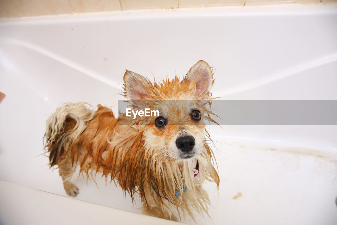 PORTRAIT OF A DOG IN THE BATHROOM