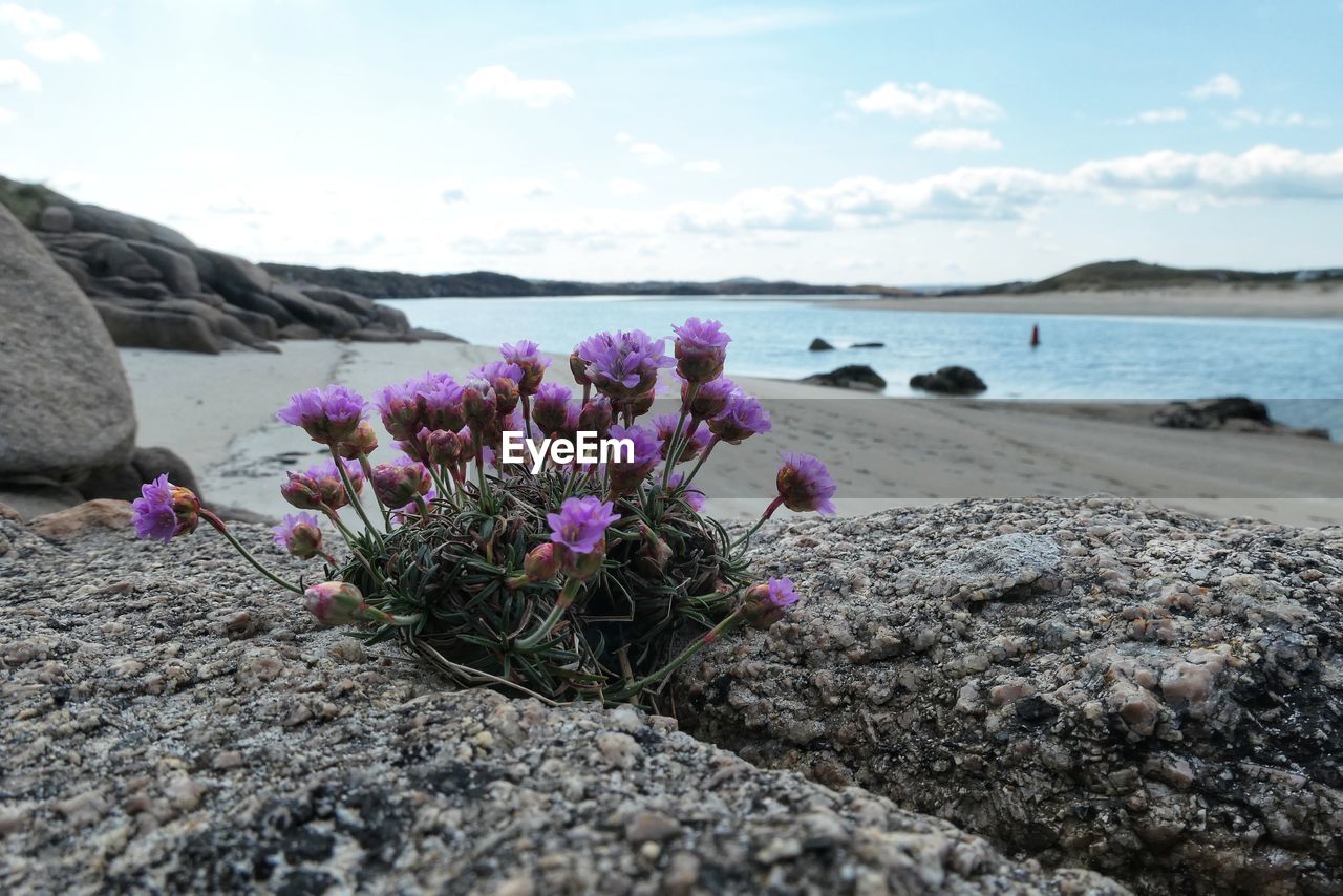 beauty in nature, nature, flower, flowering plant, sky, plant, land, water, rock, shore, sea, beach, cloud, scenics - nature, purple, tranquility, coast, tranquil scene, day, no people, freshness, pink, outdoors, environment, travel destinations, landscape, travel, idyllic, sand