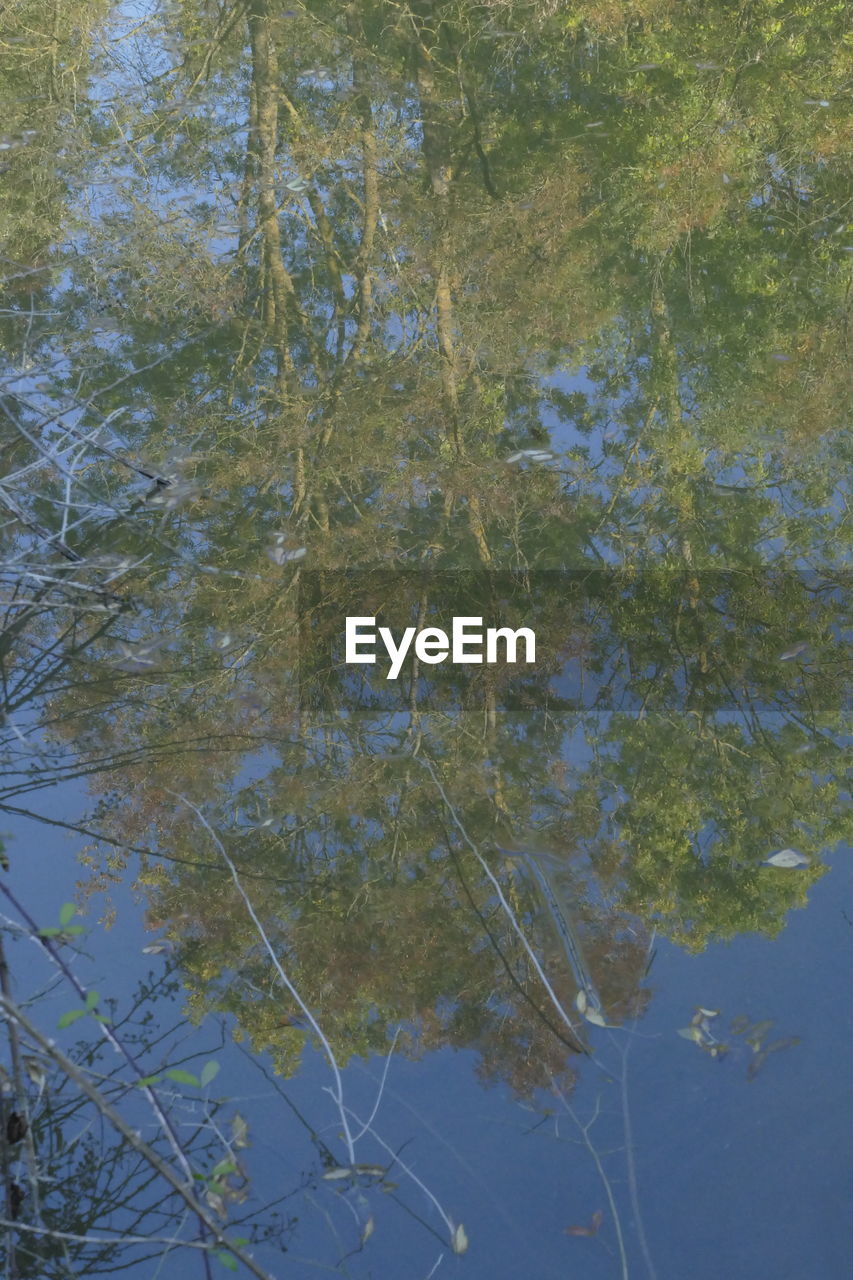 REFLECTION OF TREE IN LAKE