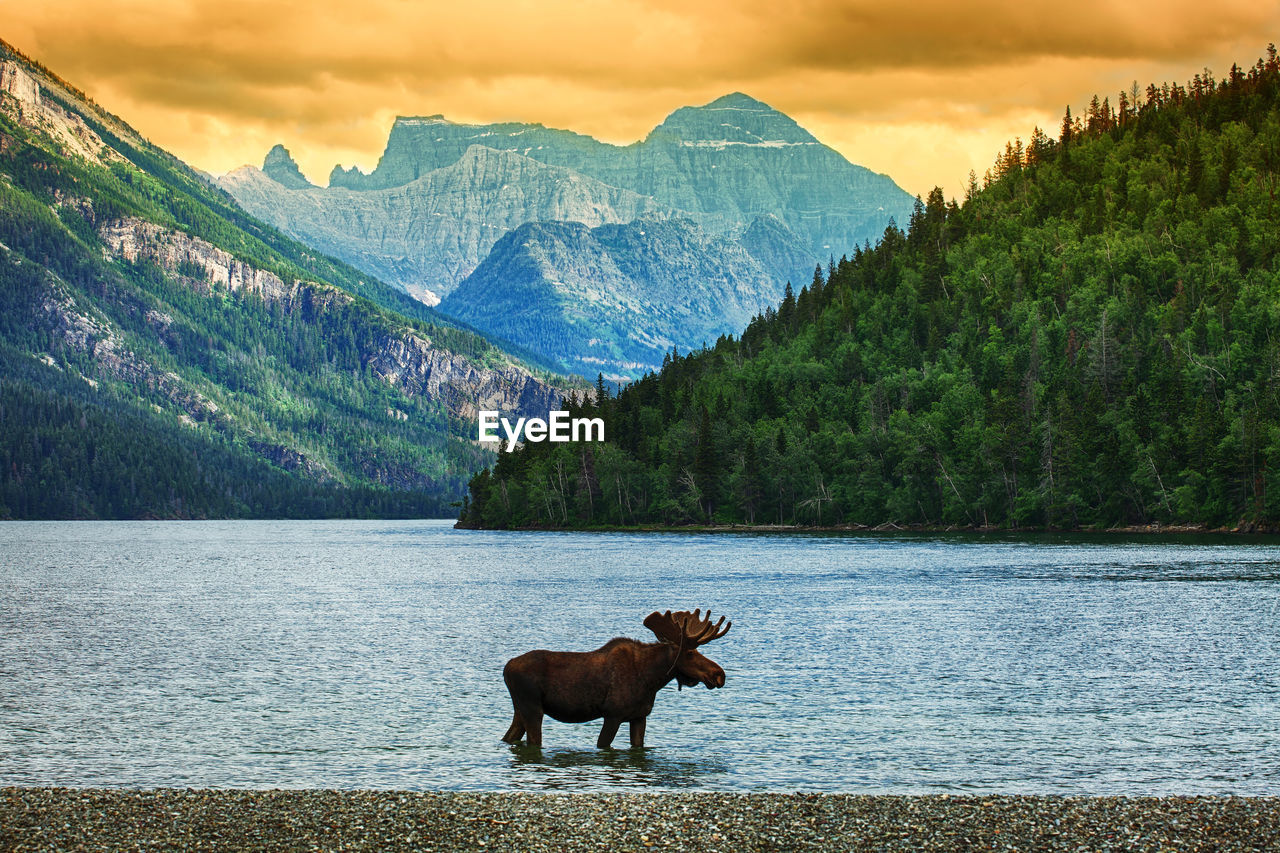 HORSE STANDING ON A LAKE