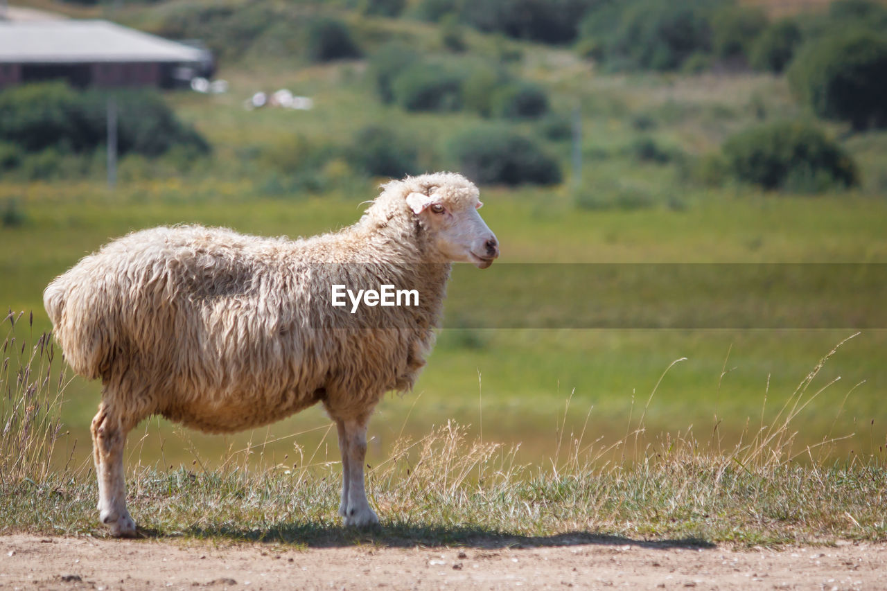 Sheep standing in a field