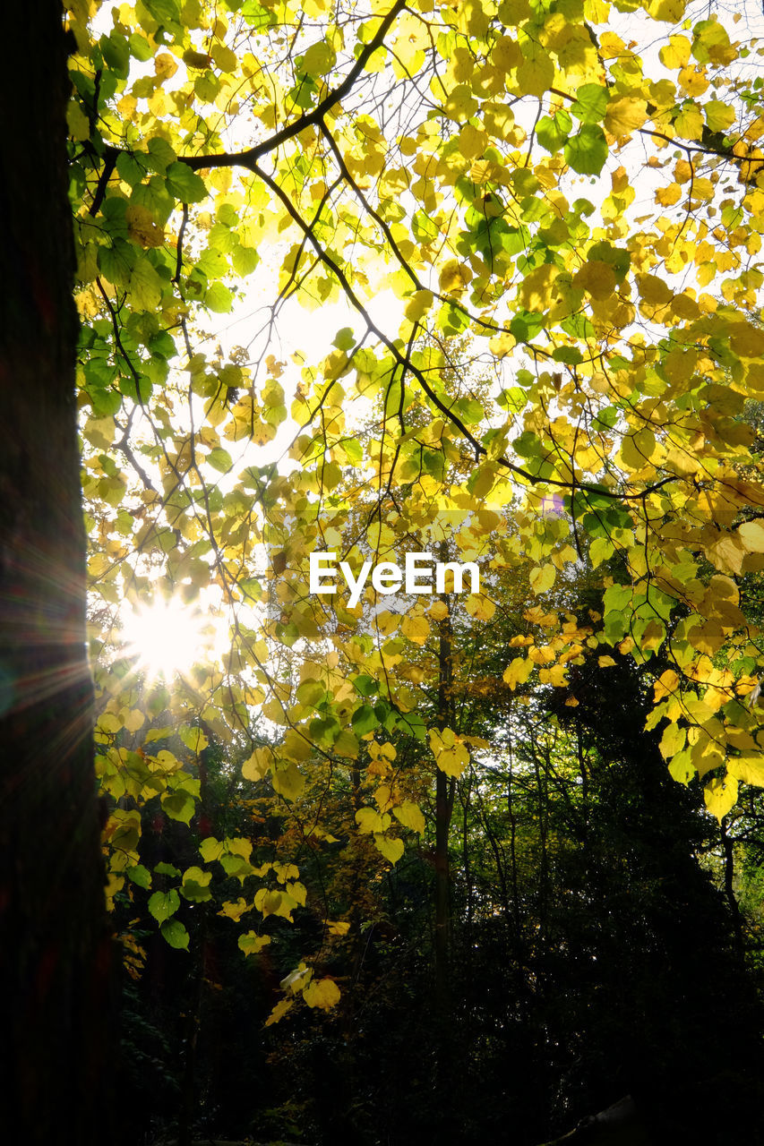 LOW ANGLE VIEW OF SUNLIGHT STREAMING THROUGH TREE