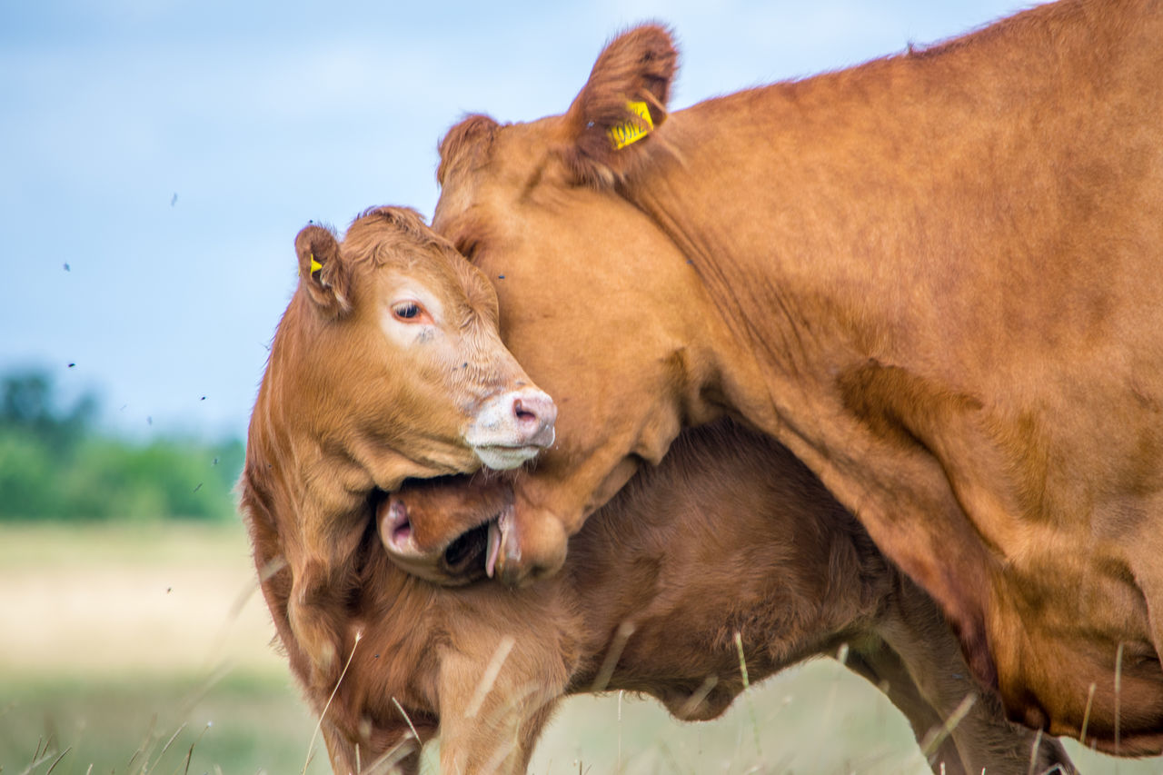 Close-up of cow and calf