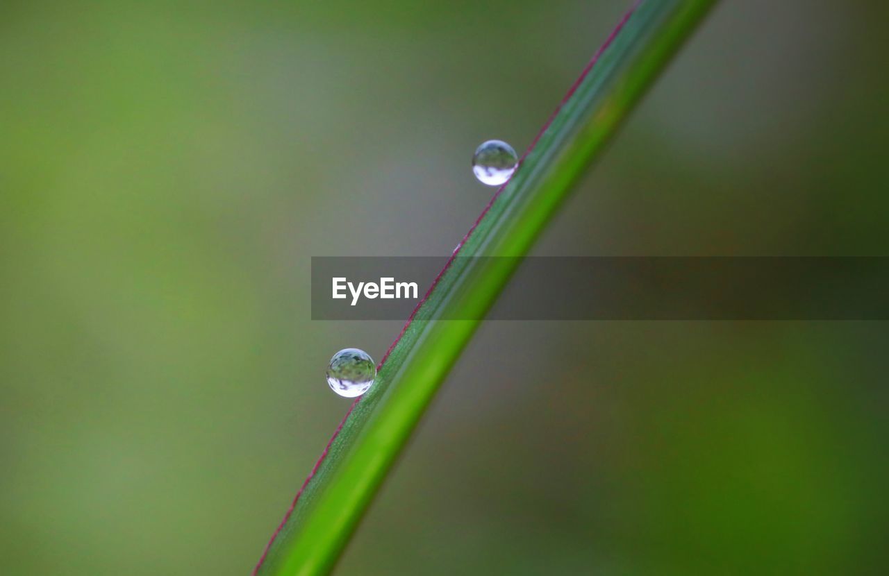 drop, green, water, moisture, wet, nature, plant, dew, close-up, macro photography, no people, blade of grass, grass, freshness, leaf, growth, purity, beauty in nature, focus on foreground, plant stem, fragility, flower, day, outdoors, plant part, selective focus, rain, raindrop, macro, environment, yellow, tranquility