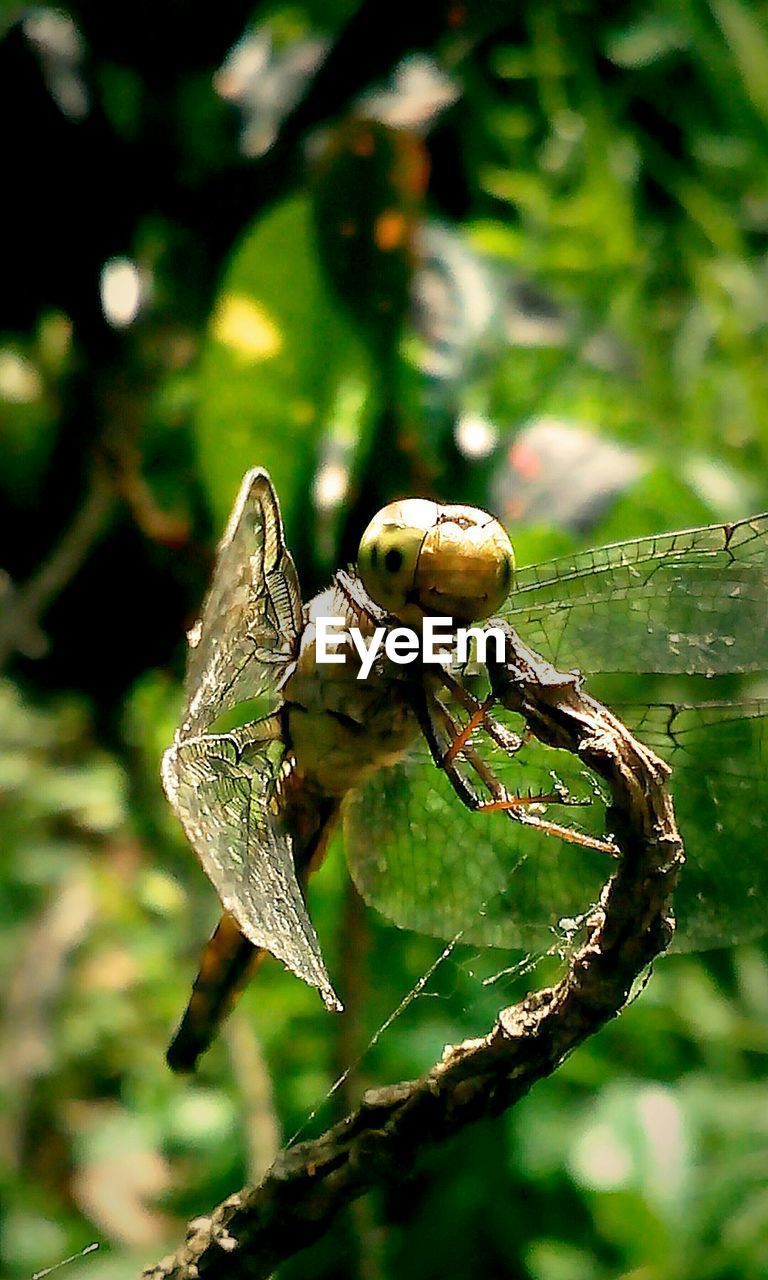 Close-up of insect on stem against blurred background