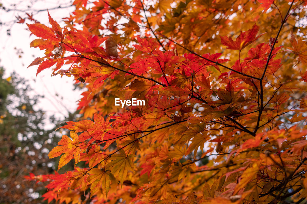 low angle view of maple leaves on tree