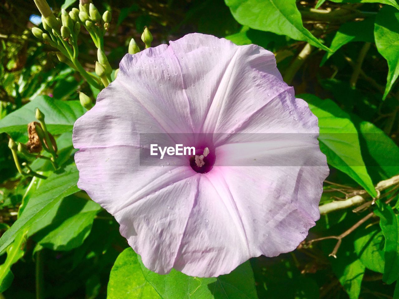 CLOSE-UP OF FLOWER BLOOMING IN PLANT