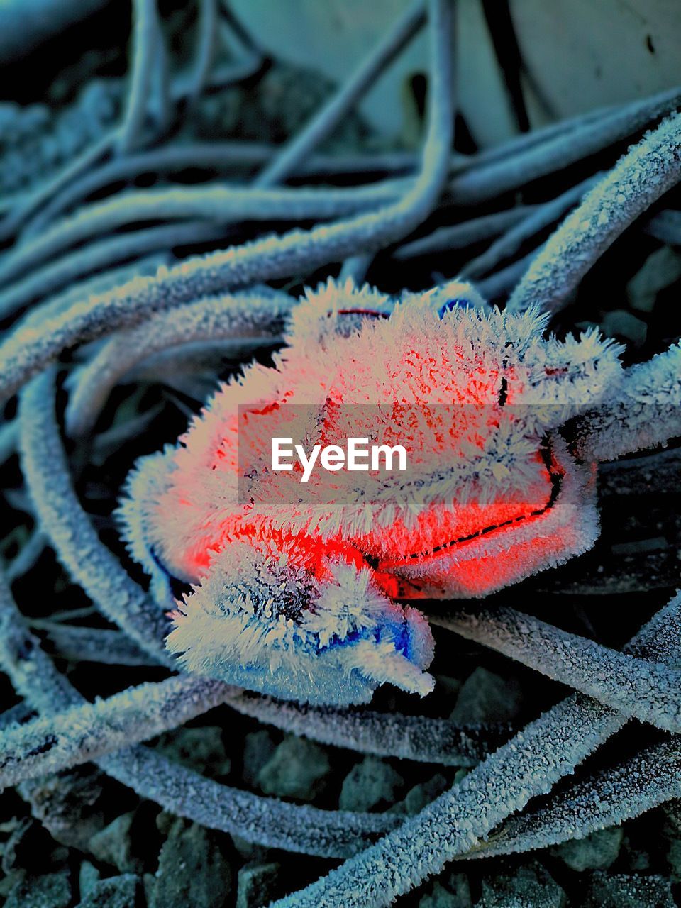 HIGH ANGLE VIEW OF SNOW ON PLANT