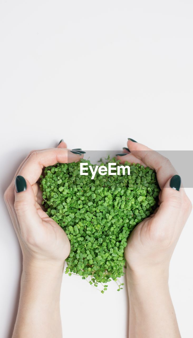Female hands holding a microgreen of arugula which is planted in the shape of a heart