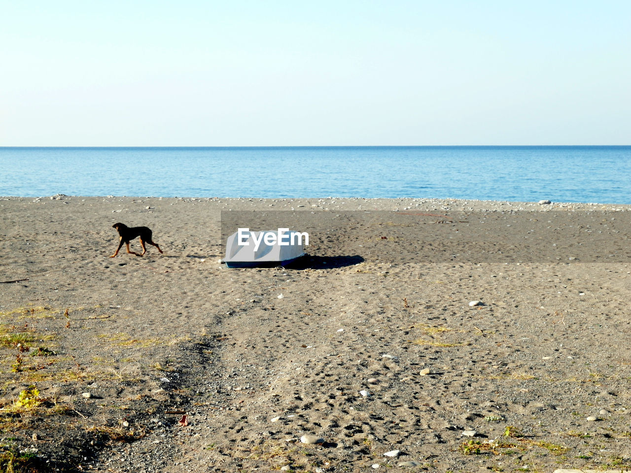 DOG ON BEACH AGAINST SKY