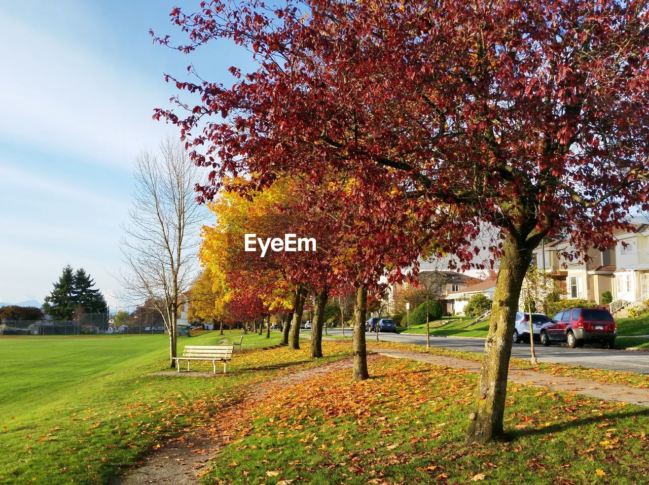 TREES IN PARK DURING AUTUMN