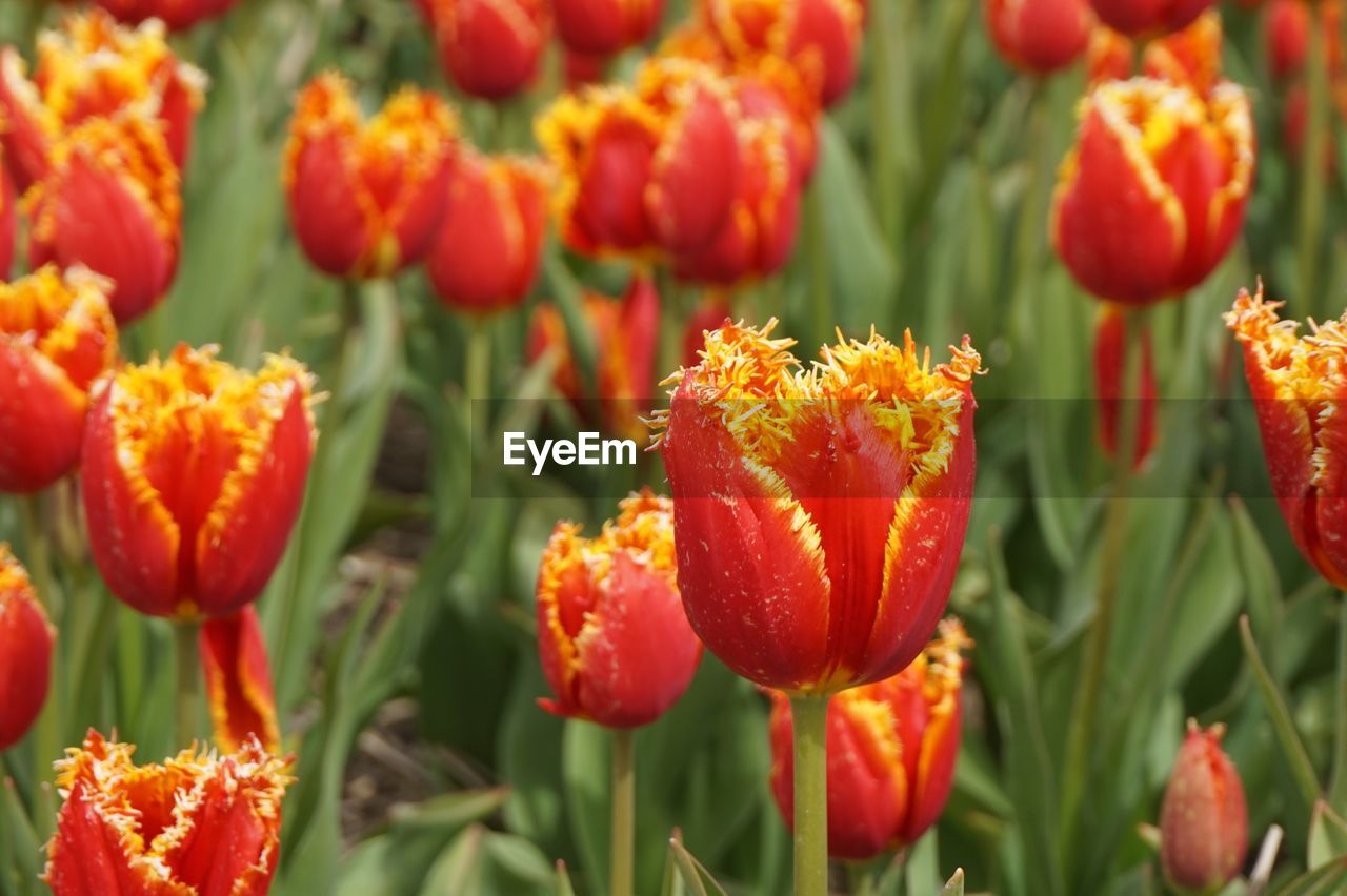 CLOSE-UP OF ORANGE FLOWERS