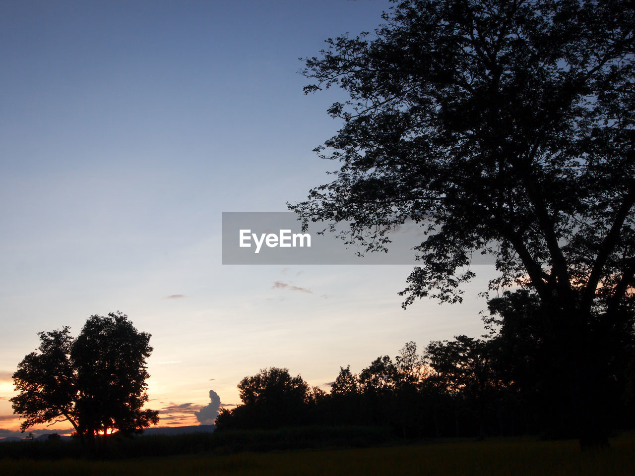 SILHOUETTE TREES AGAINST SKY DURING SUNSET