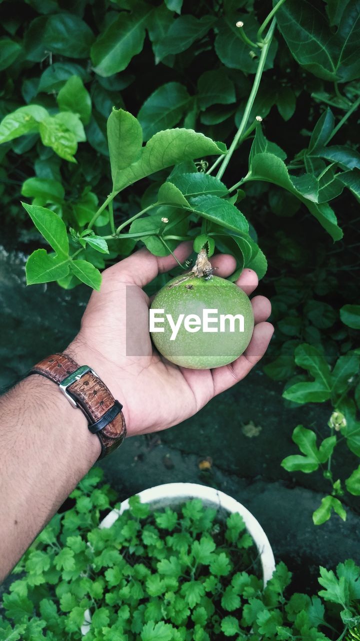 CROPPED IMAGE OF HAND HOLDING FRUITS