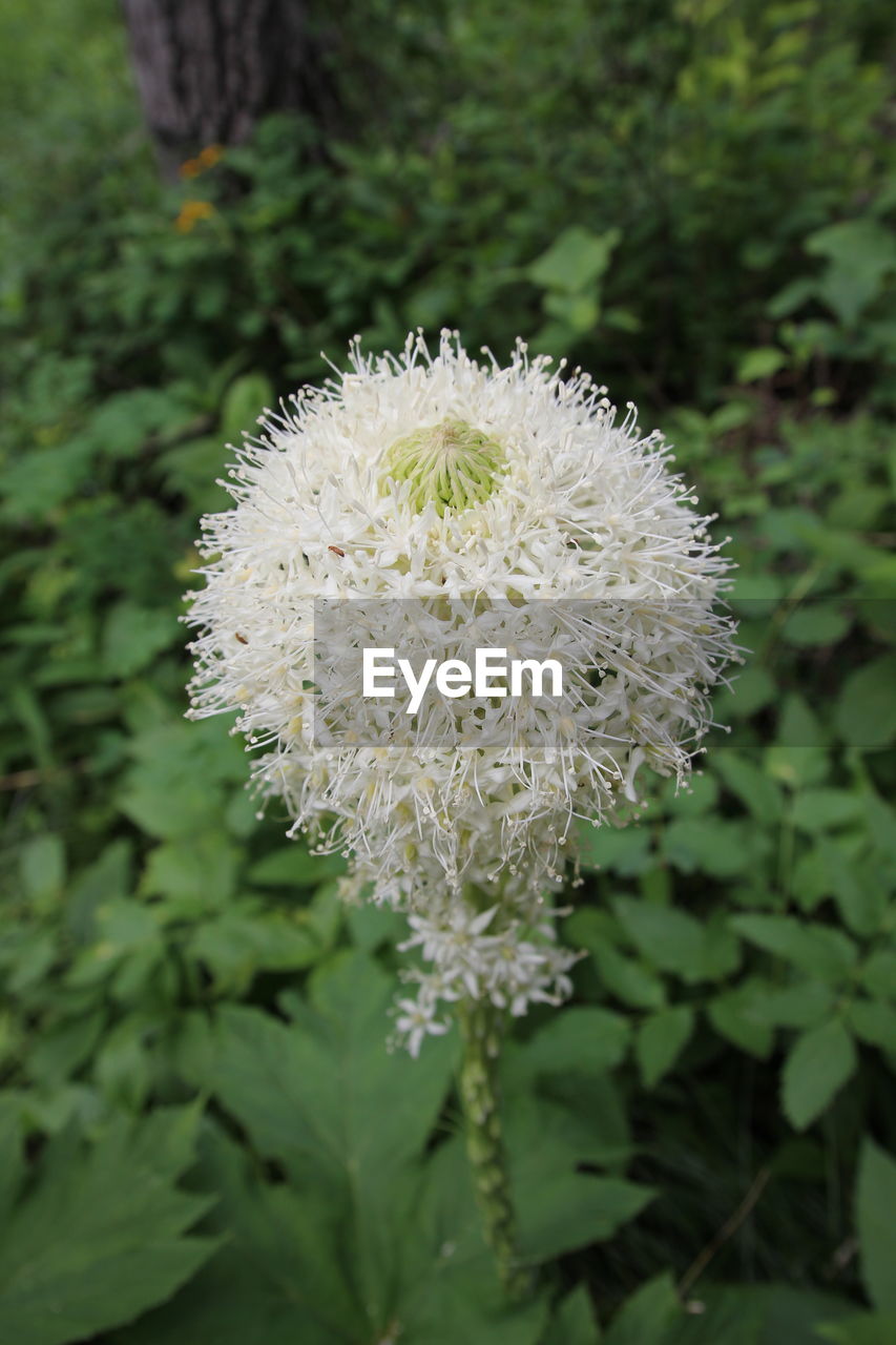 Close-up of white dandelion flower