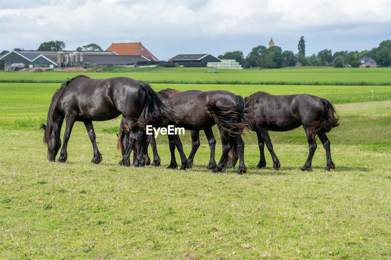 Horses in a field