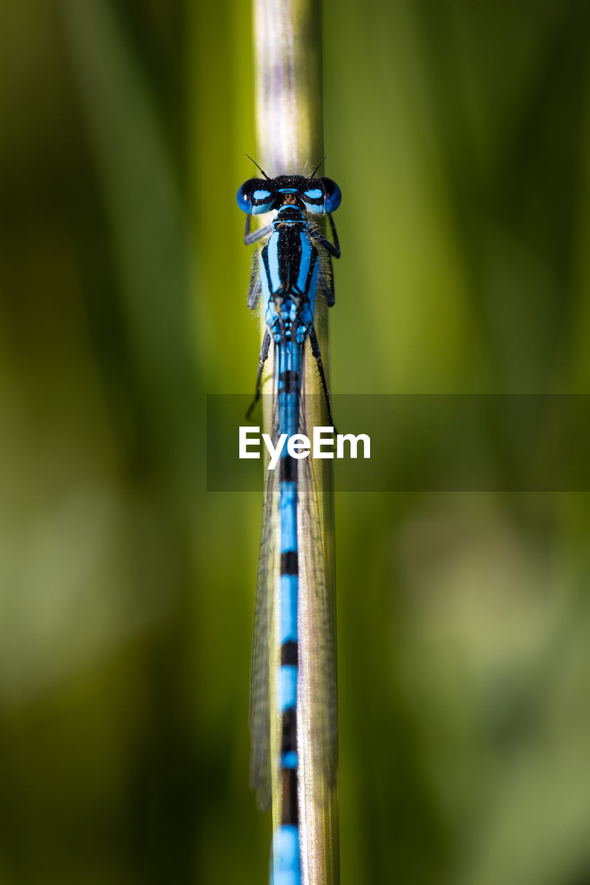 CLOSE-UP OF A DRAGONFLY