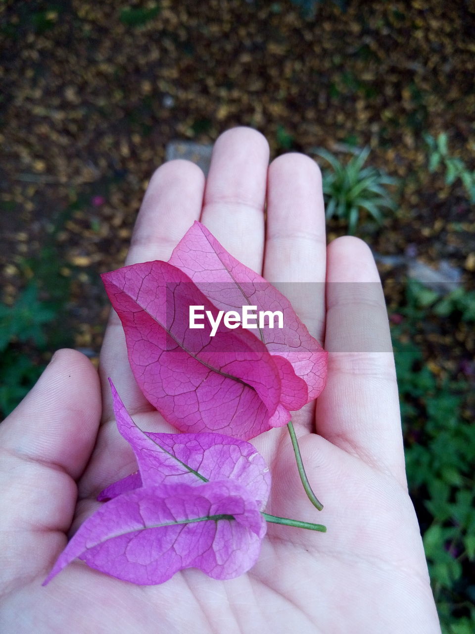 CLOSE-UP OF PERSON HAND HOLDING PINK PETALS