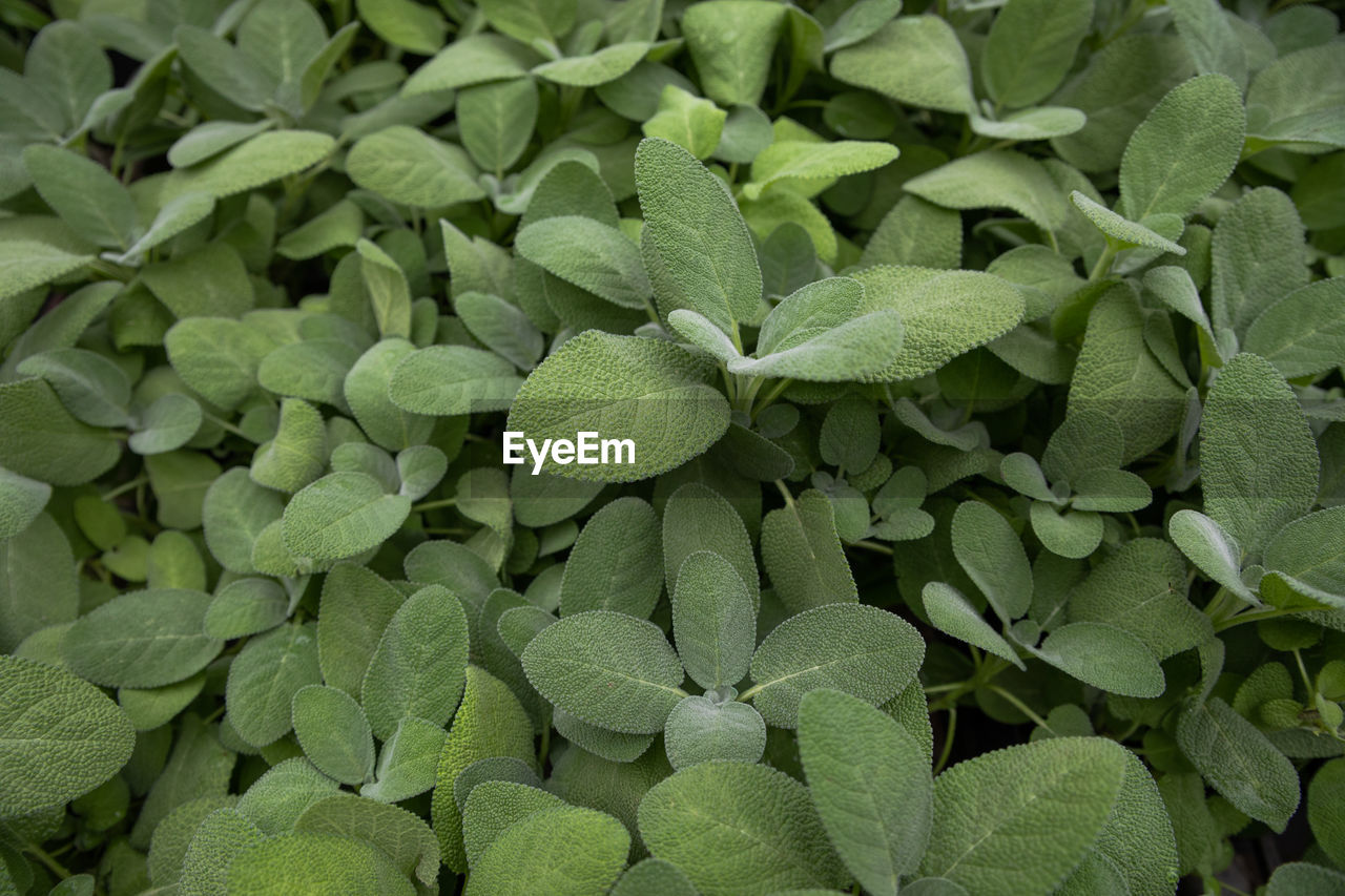 A bed of soft green sage leaves in soft greenhouse lighting.