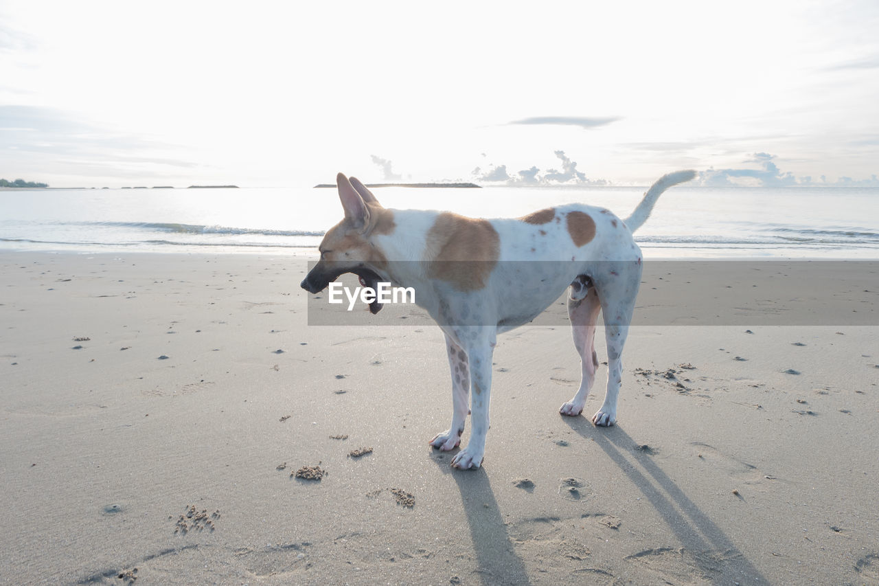 DOG ON THE BEACH