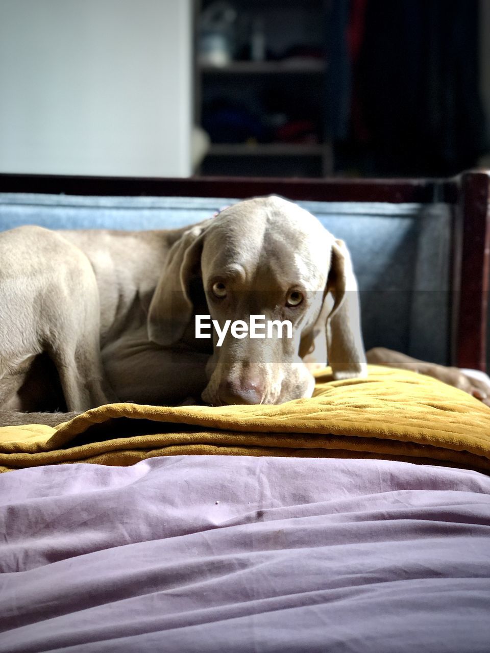 PORTRAIT OF DOG RELAXING ON BED