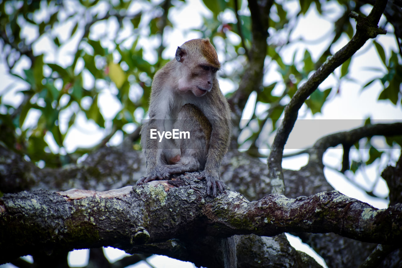 Monkey sitting on tree in zoo