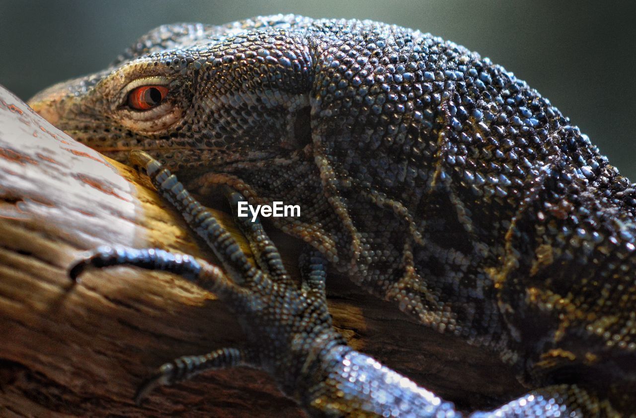 CLOSE-UP OF CROCODILE