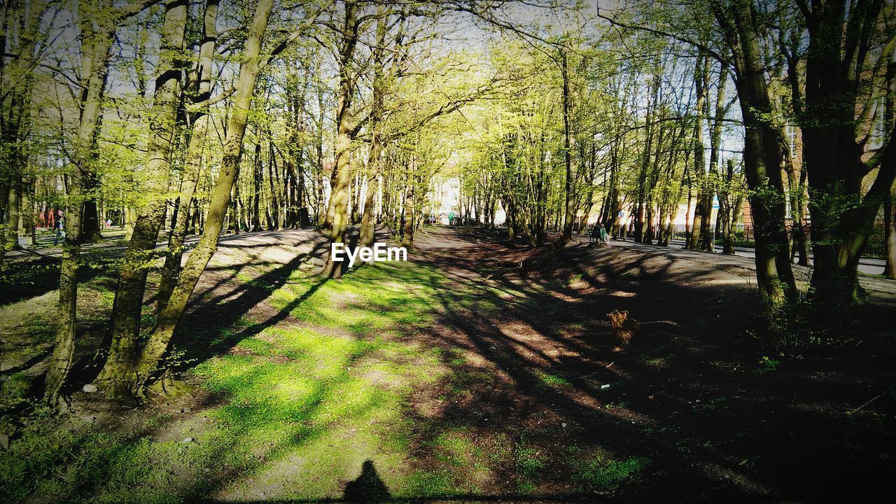 TREES GROWING IN FOREST