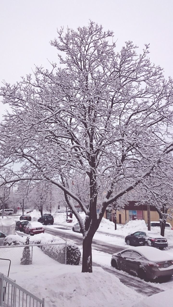 BARE TREES ON SNOW COVERED LANDSCAPE