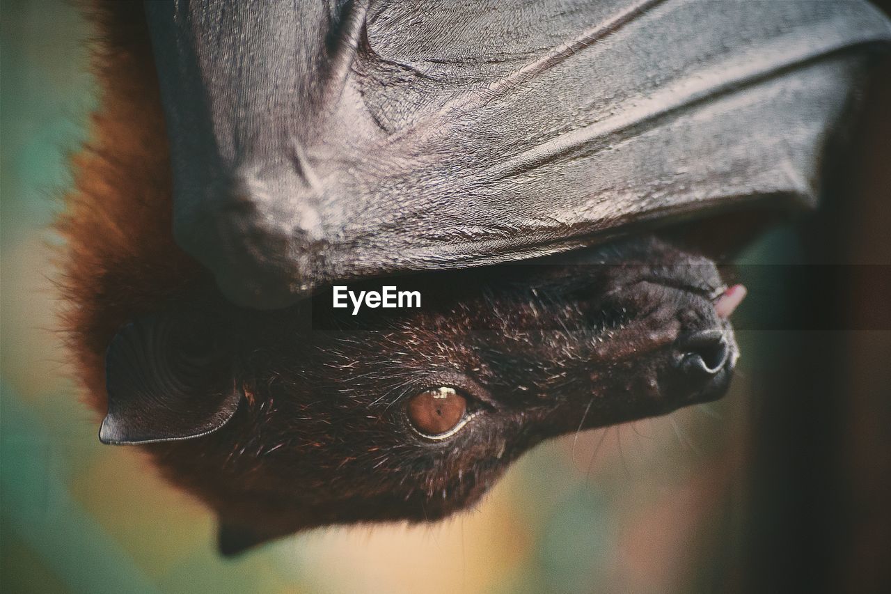 Close-up of bat