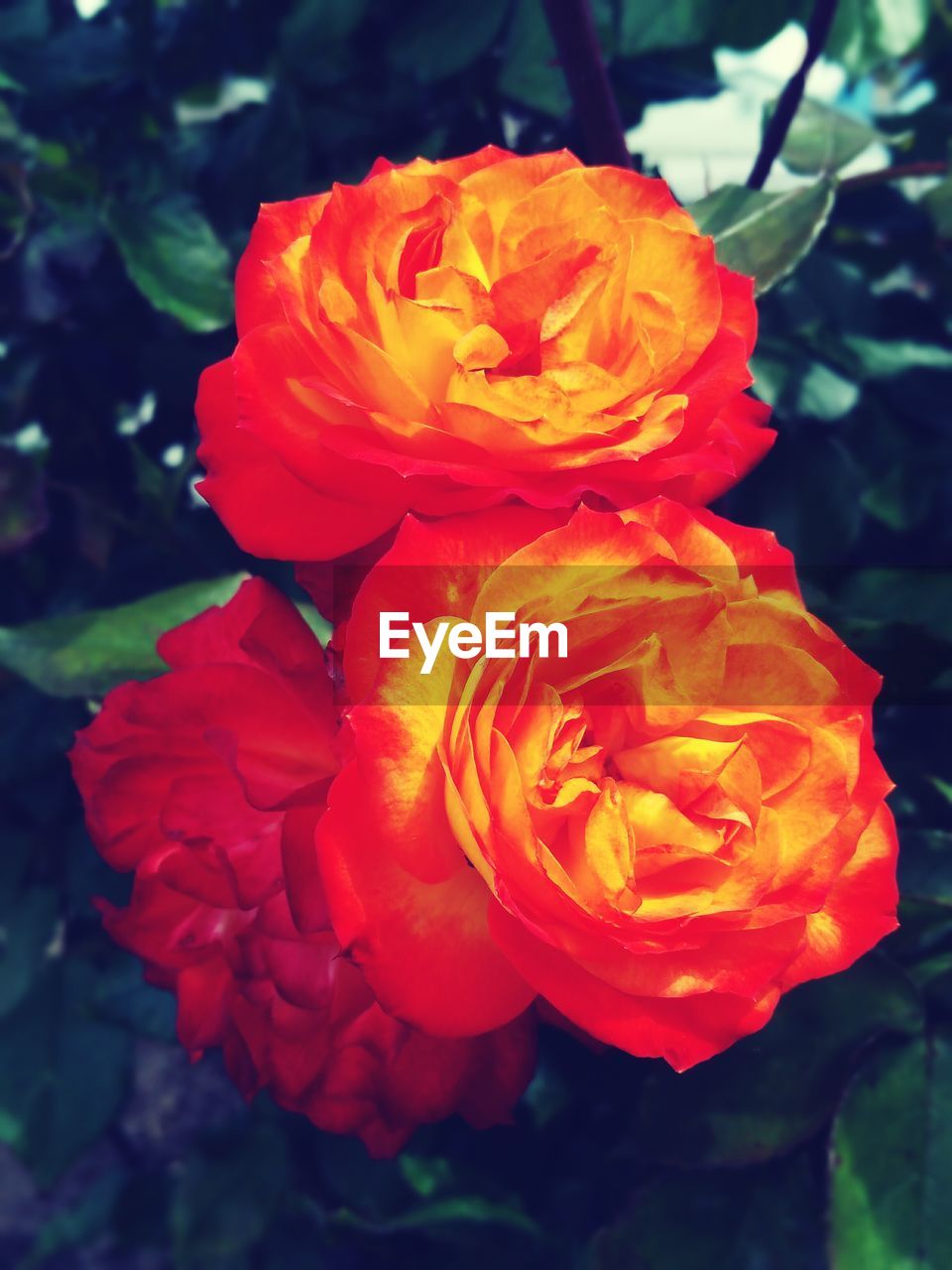 CLOSE-UP OF FLOWERS BLOOMING OUTDOORS