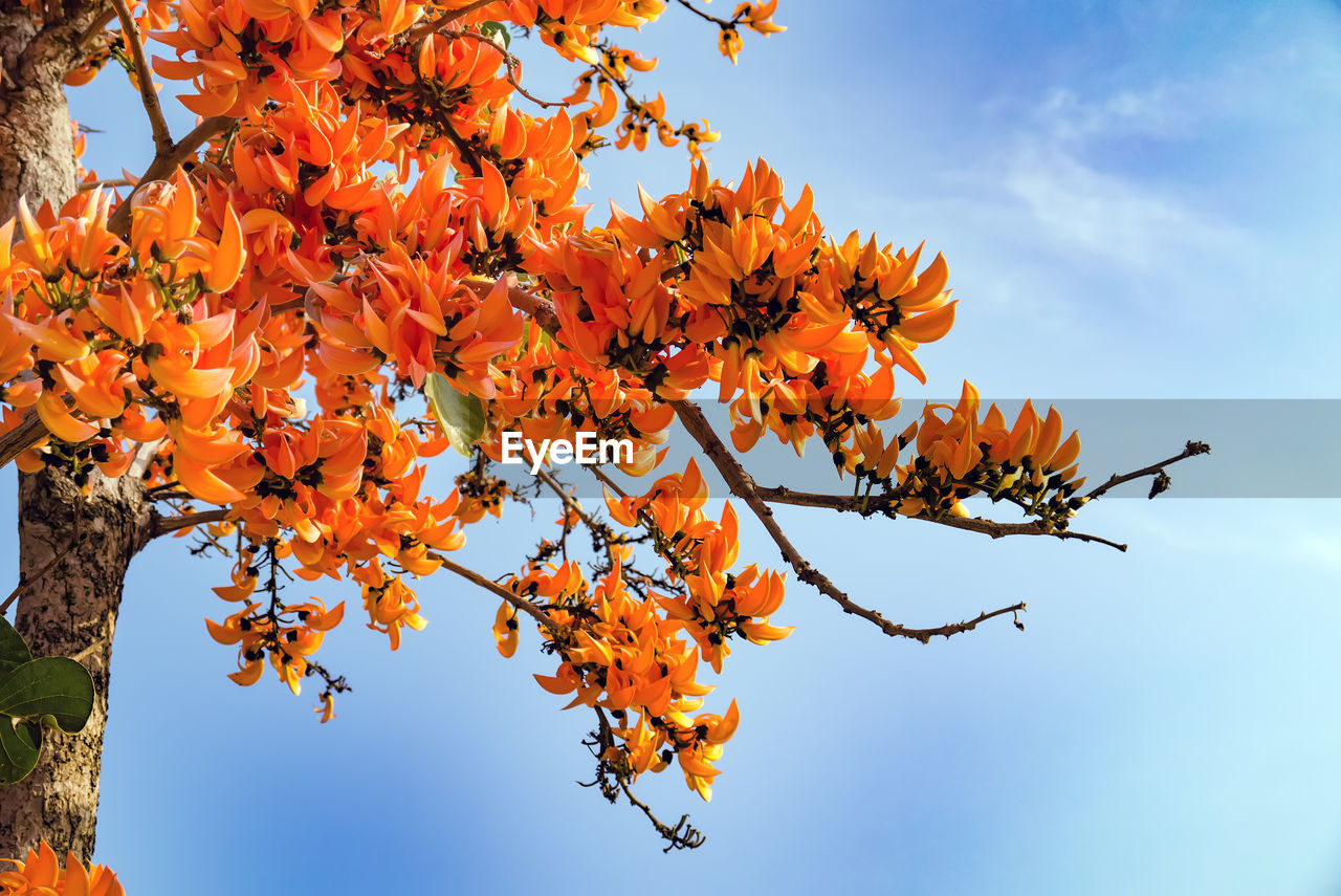 LOW ANGLE VIEW OF FLOWERING TREE AGAINST SKY